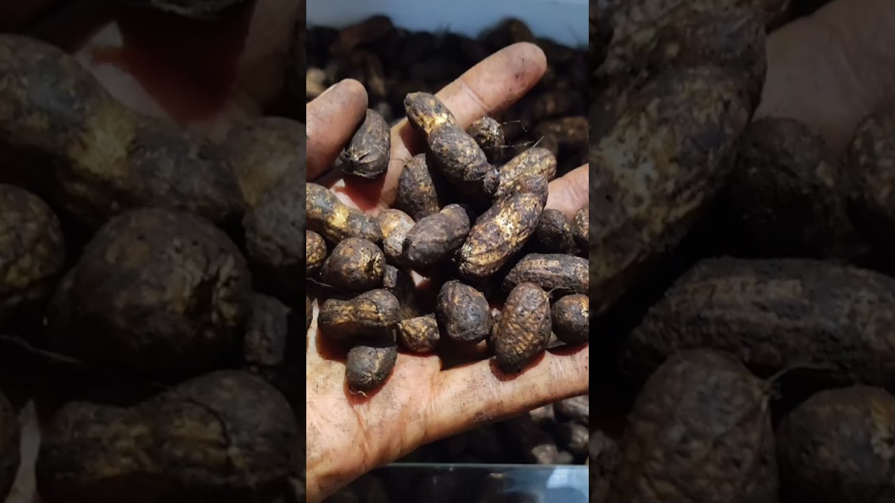 Products/goods from Cameroon 