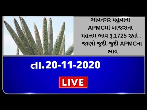 ગુજરાતની બધી જ APMCના તા.20-11-2020 દરેક પાકના ભાવ । TV9 NEWS