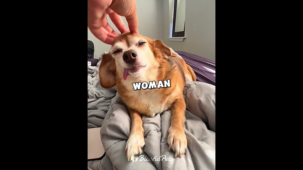 The Toothless Dog Who Never Gave Up!