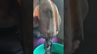 the giant big squid bohol life #bohol #giantsquid #squid #shorts