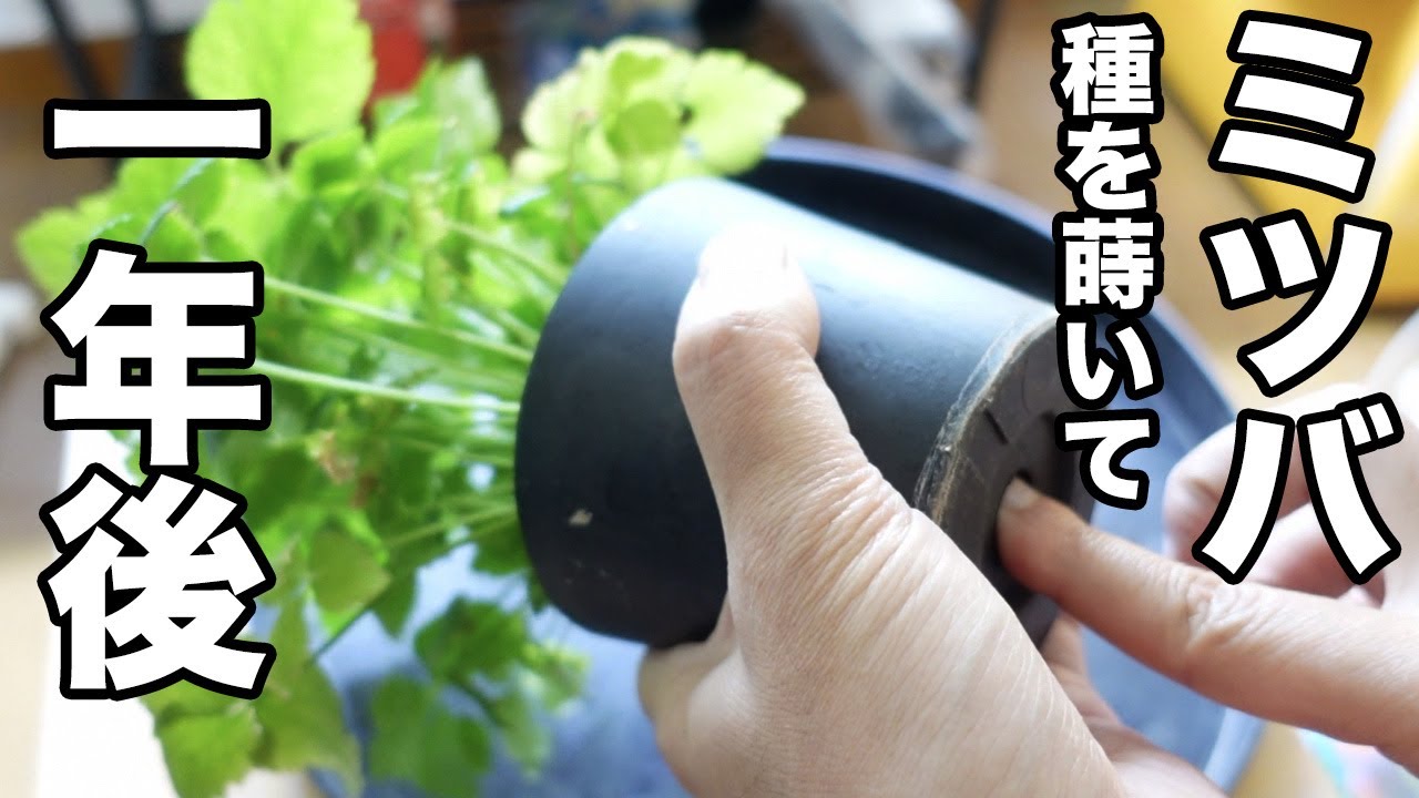 ミツバ育てて1年後。鉢の中を見てみたら根がすごいことになっていた