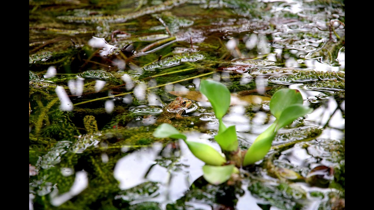 Sonidos de ranas en el estanque 1 hour ! Relax music