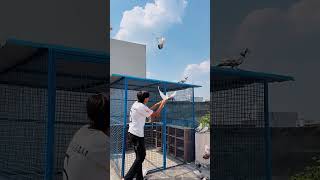 #kabutar #pigeon #lullubhaivlogs #minivlog #minivlogaesthetic #dailyvlog #trending #minivlogandroid