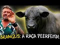 BRANGUS: A FUSÃO PERFEITA ENTRE RUSTICIDADE E QUALIDADE DE CARNE!