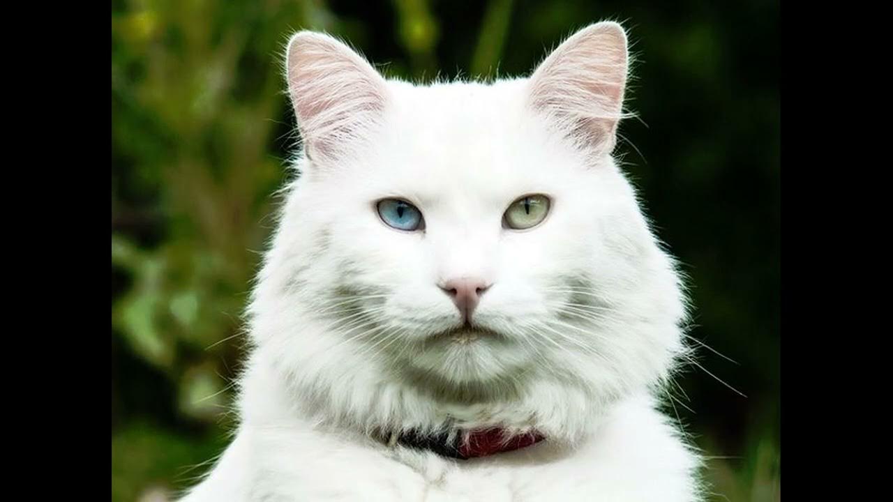 Какая порода белых котов. Турецкая ангора кошка. Турецкая ангорская кошка. Порода турецкая ангора. Порода кошек ангора.