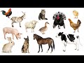 Учим Животных по Системе Монтессори - Развивающие Мультики для Детей