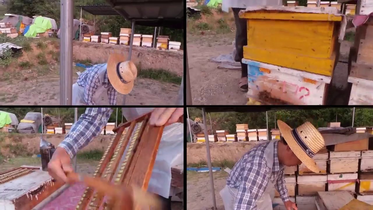 APICULTURA: produccion profesional de Jalea Real - Royal Jelly