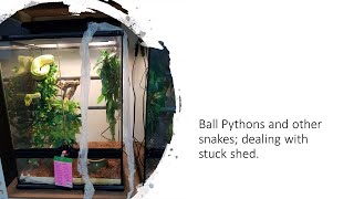 Ball Python Breeding; Dealing with Stuck Shed