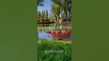 Красные фламинго в зоопарке Алматы восхитили казахстанцев