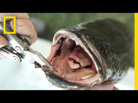 Eating the Invasive “Frankenfish” to Stop Its Spread | National Geographic