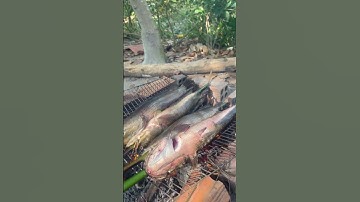 Cá lốc nướng chuôi về đồng thap mới có món này nha #thanhtamtv66