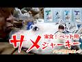 実食！ペット用サメジャーキー
