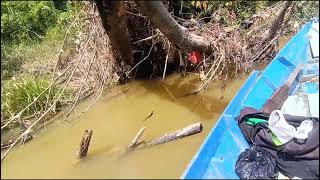 Fishing for wild gourami using poisonous banana and cricket bait.