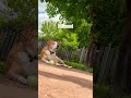 Diamond just sits there
