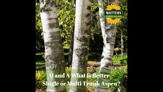 🌳 Q and A: What is Better - Single or Multi Trunk Aspen? Details