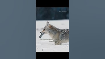 Thumbnail of WOLF SURVIVAL in the DEEP SNOW!