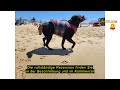 Produktbewertung HUNTER Hunde-Schwimmweste MOSS, Farbe: rot, maximale Sicherheit durch starken Auftr