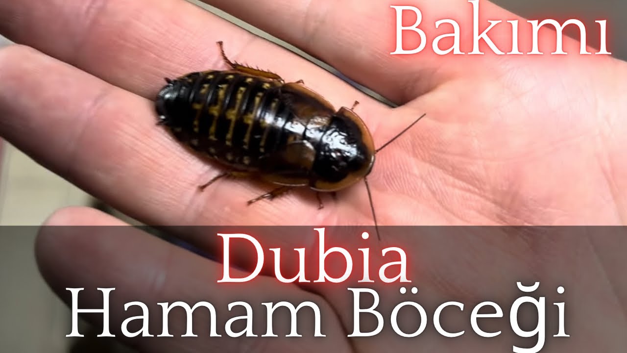 Dubia Hamam Böceği Bakımı