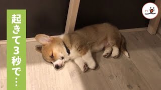 目覚めてすぐにご飯をもりもり食べるワンコ✨🐶【PECO TV】