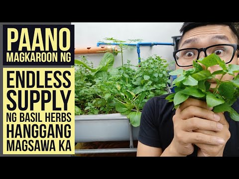 Video: Planting Store Bumili ng Basil: Maaari Mo Bang I-repot ang Grocery Store na Mga Halaman ng Basil