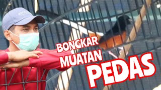 Laduni Muntahannya Pedas! Juara 1, 2, 2 di Launching Aylodi BC screenshot 4