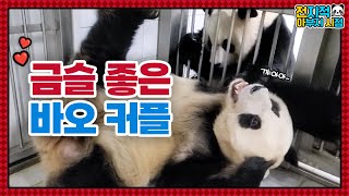 (SUB) Panda Couple Are Happy When They Just Face Each Other│Panda Family