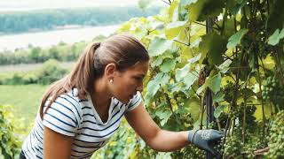 Trauben Teilen I Weingut Gehring