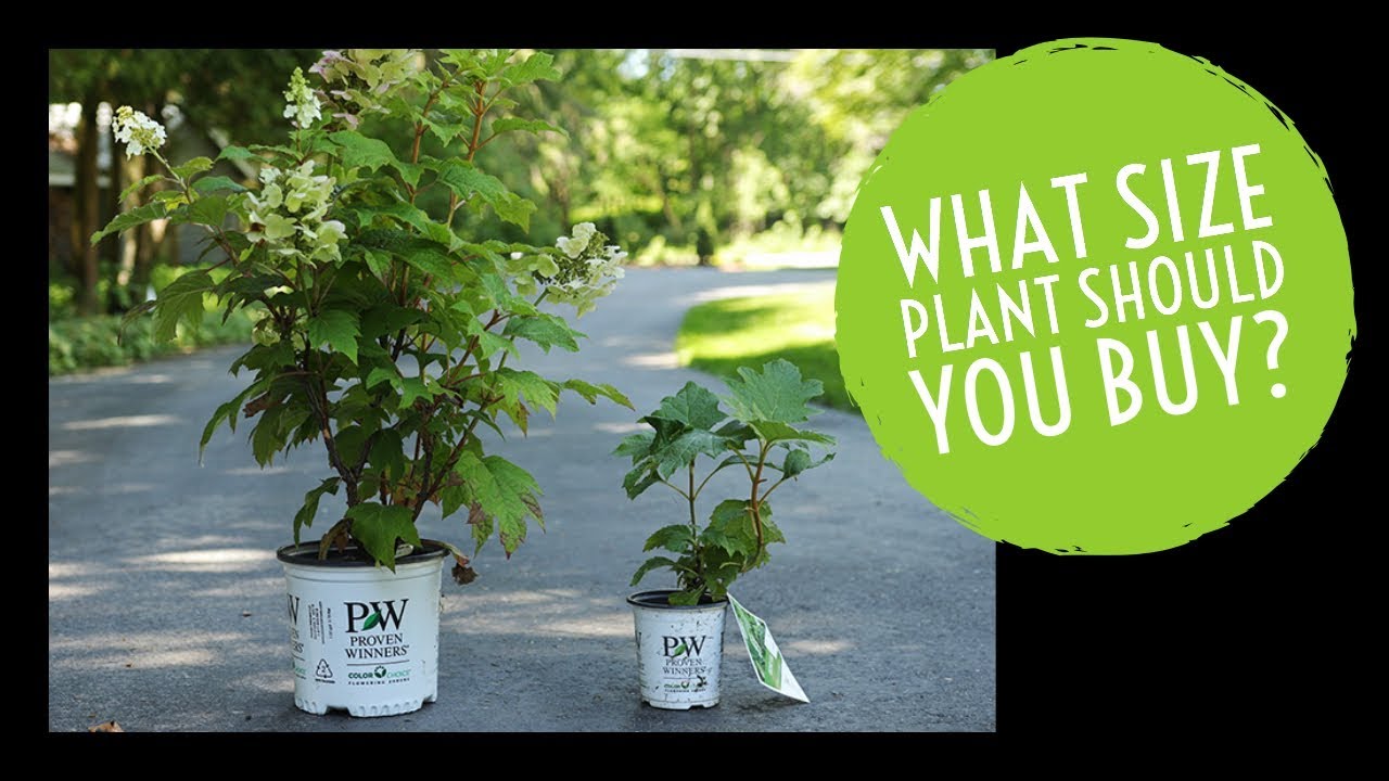 What size plant should you buy? | The Impatient Gardener