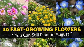 Top 10 Fast-Growing Flowers You Can Still Plant in August
