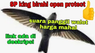 SP HARGA MAHAL OPEN PROTECT, SP KING BIRAHI