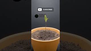 jackfruit plant | TimeLapse #timelapse #plants #short