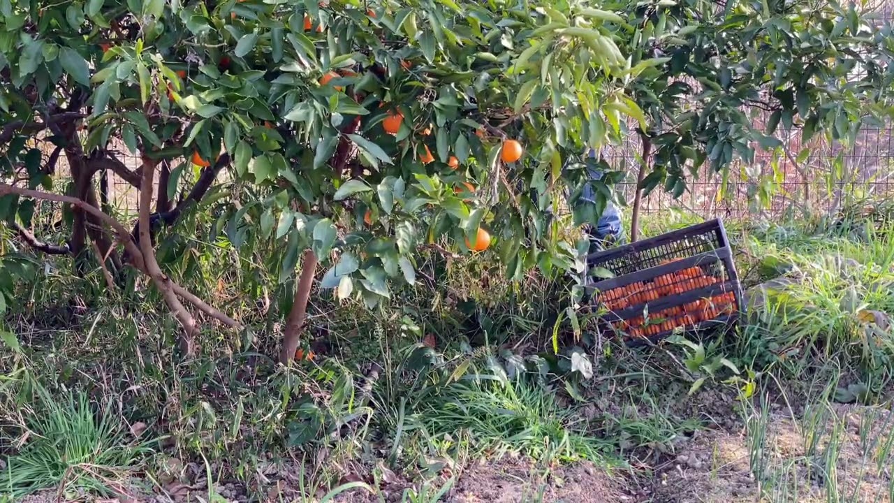 みかんとる　