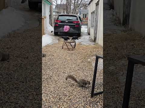 Crows share the table and cat food for the first time. #short #crow #squirrel