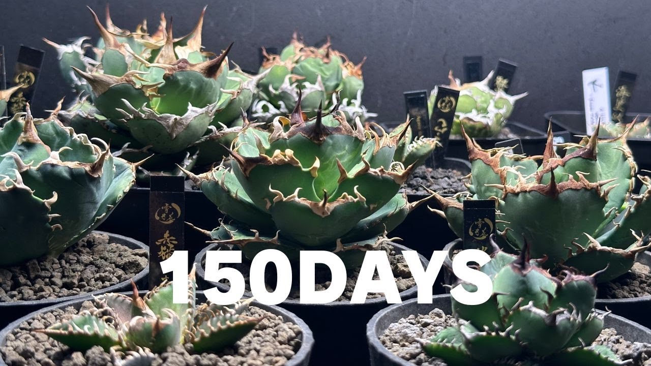 #073 【爆速アガベ11】 150日の動き タイムラプス アガベ / シーザー / ハデス / 黒犀牛 / 烈焔 / 羽毛 / 黒鯨 / 白鯨 / SAD / 星空 / 狼人 / CJ-13