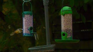 Holy Loch And Garden Wildlife Dunoon Scotland