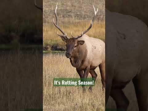Bull Elk #wildlife #bullelk #elk #yellowstone #wyoming #nature