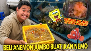 BELI ANEMON JUMBO BUAT IKAN NEMO! PAS MASUK LANGSUNG PADA NGUMPUL! ADA DI TVNYA SPONGEBOB!
