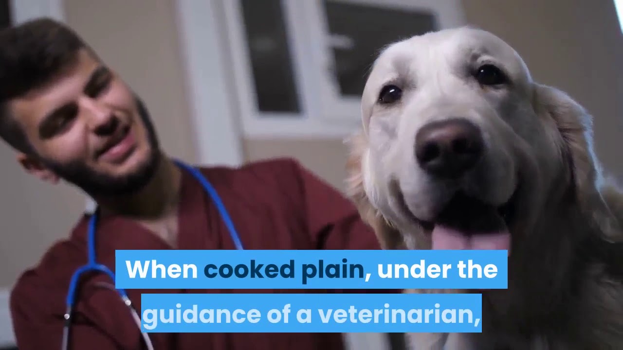 Can Dogs Eat Turkey? [ANSWERED]