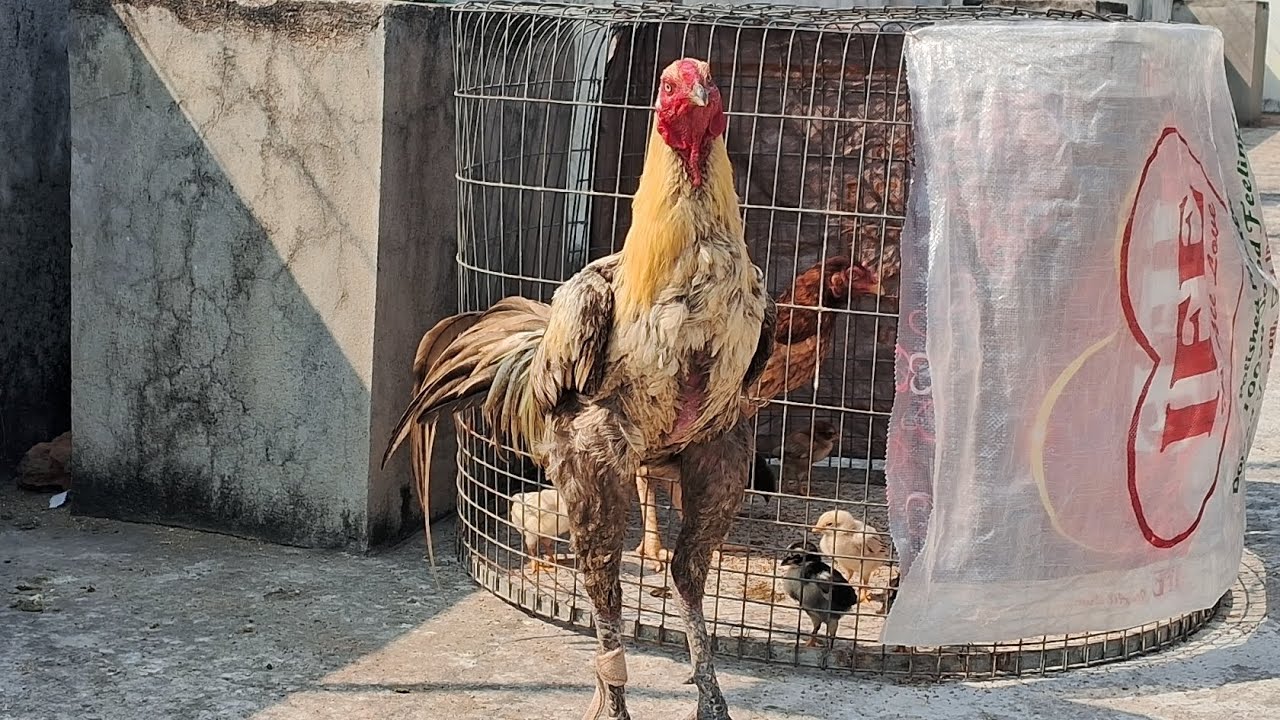 మకాం మార్చేస్తున్నా........|| Raj&RajuFarms ||