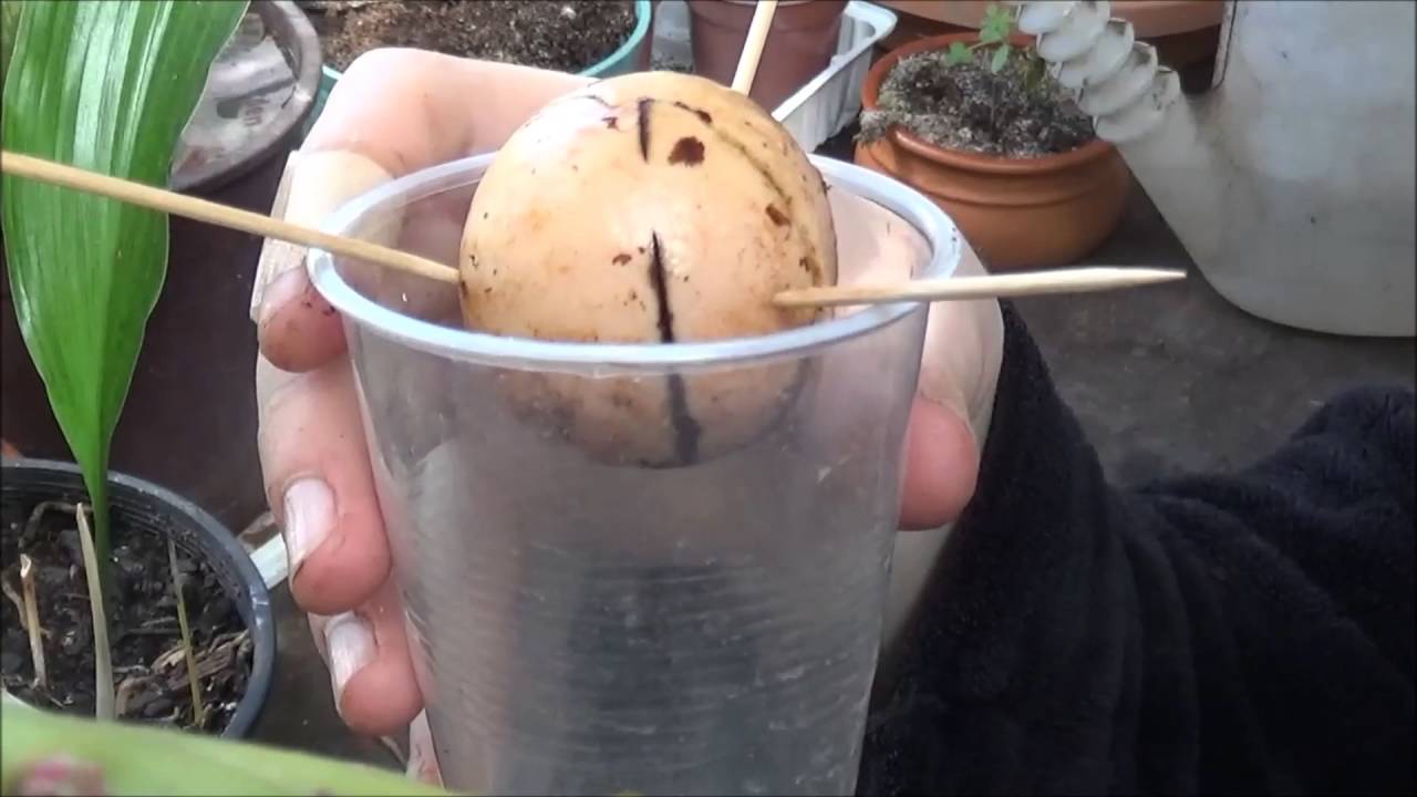 How to grow an Avocado from Seed in Water