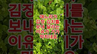 며느리가 김장철마다 하는 행동이 충격적입니다. #김장철 #김장김치 #시댁김장 #김장 #며느리 #가족사연 #사연 #시댁사연 #가족이야기 #감동 #시어머니와며느리 #휴먼스토리