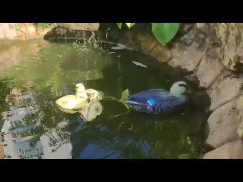 Качка плавальна прикраса для саду, ставка, видео 1