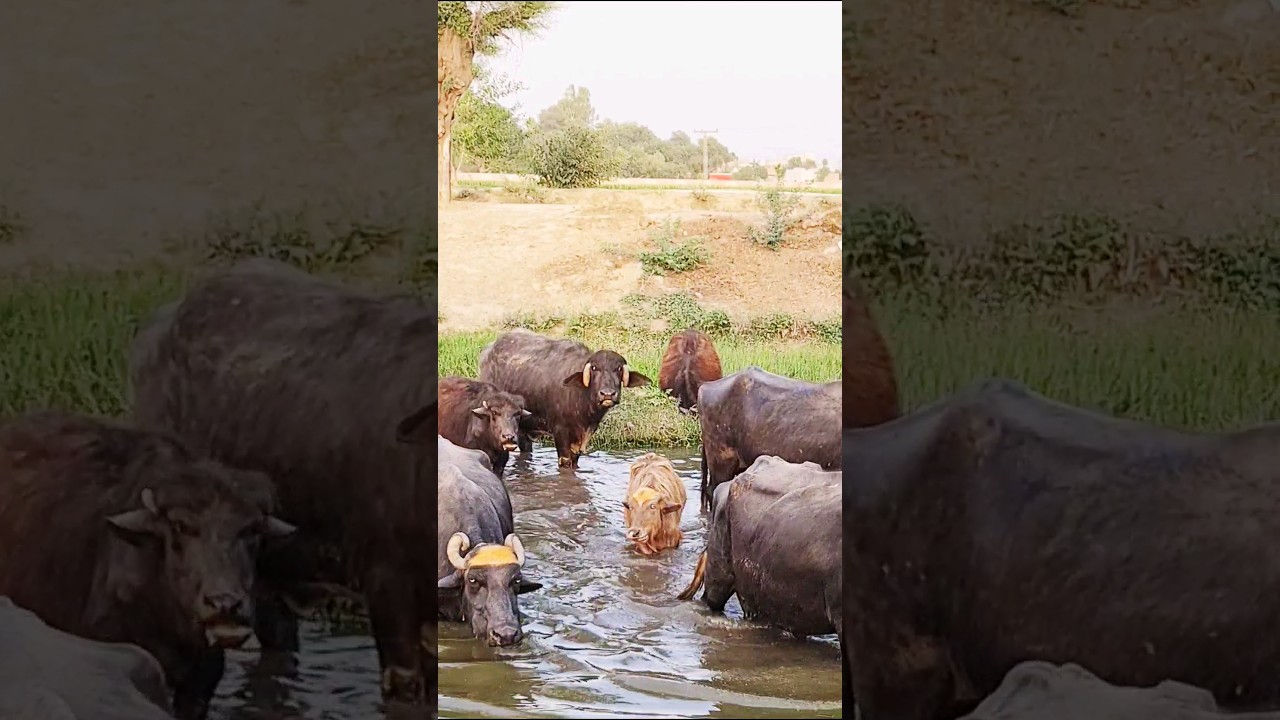 buffaloes swimming water