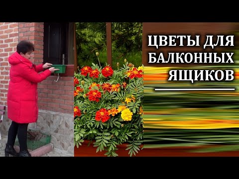 Видео: Вазоны для оконных ящиков: выращивание оконных цветочных ящиков внутри
