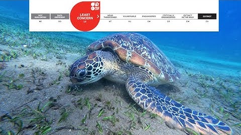 Green Turtle not ENDANGERED anymore according to IUCN