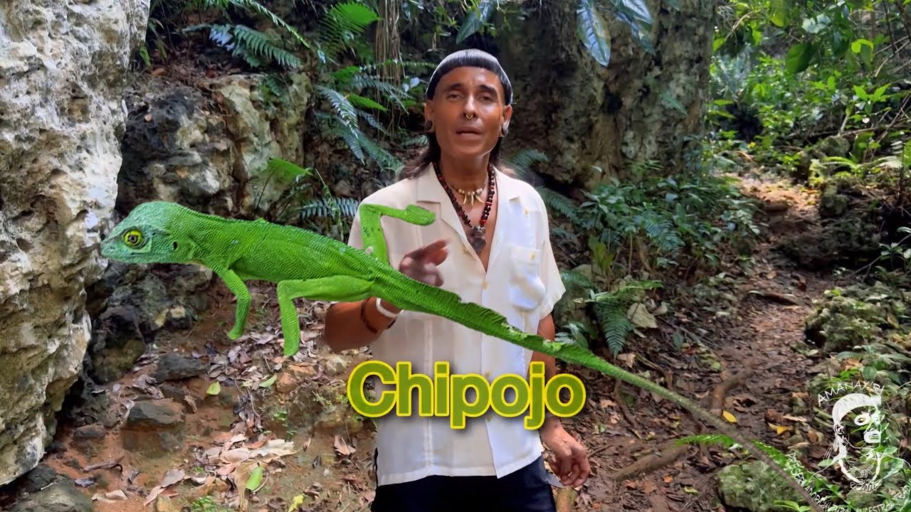 💚🦎El Chipojo. (Anolis cuvieri) nuestro lagarto nativo, parte 1 - YouTube
