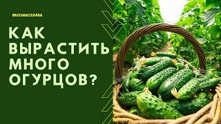 🥒ПОДКОРМКА ОГУРЦОВ В ОТКРЫТОМ ГРУНТЕ.🥒