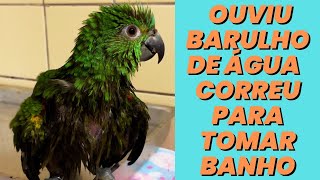 Papagaio quando escuta  barulho de água corre para tomar banho