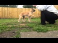 Khe Pyrenean Sheepdog FitPAWS Master Trainer Programme Level Four の動画、YouTube動画。