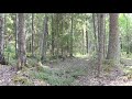 3 часа! Красивый хвойный лес 4к видео Бесподобное пение лесных птиц